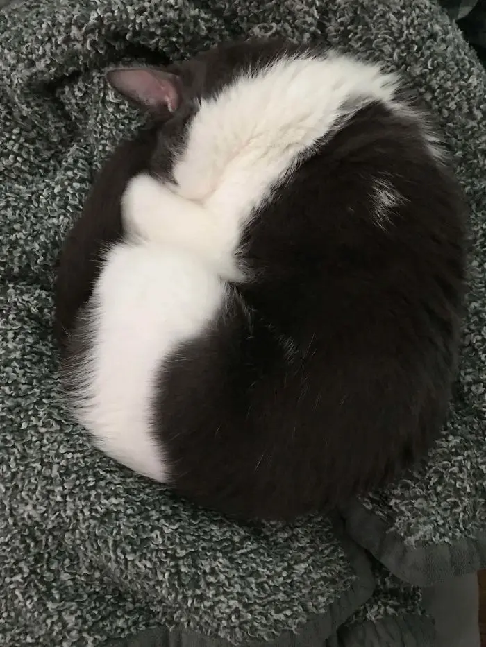 fur lines up when asleep