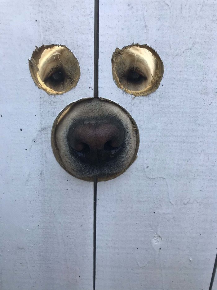 gate holes for doggo