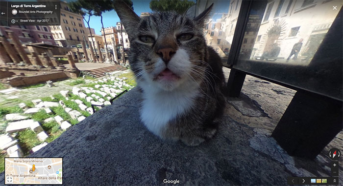 google street view cat photobomber