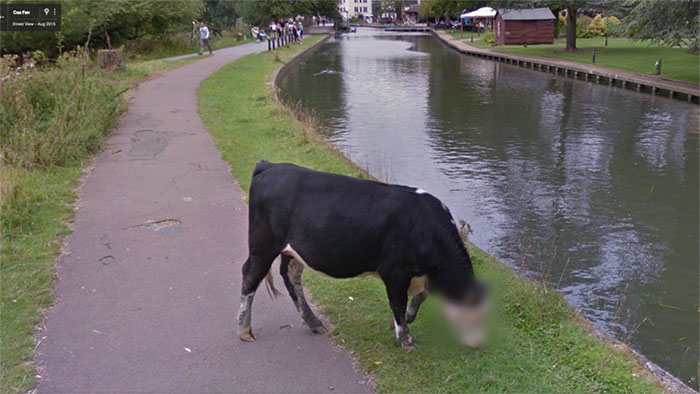 google street view cow in the park