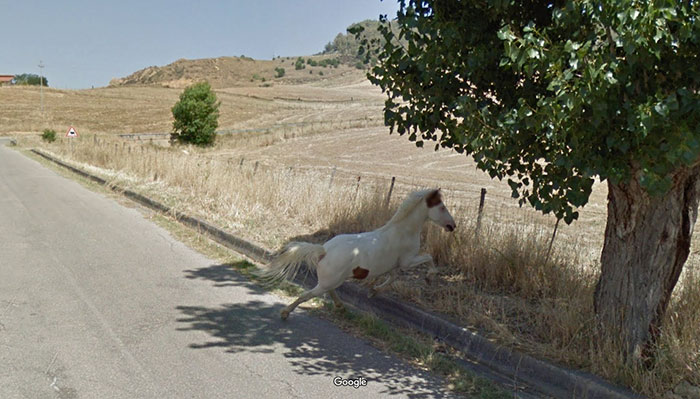 google street view horse playing in the shade