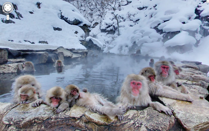 google street view monkeys bathing on hot spring