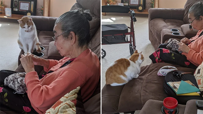 grandma sews back kitty favorite toy