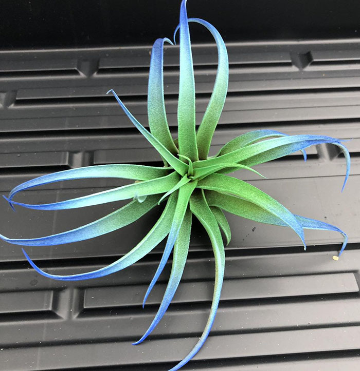 green-centered air plant with blue tips
