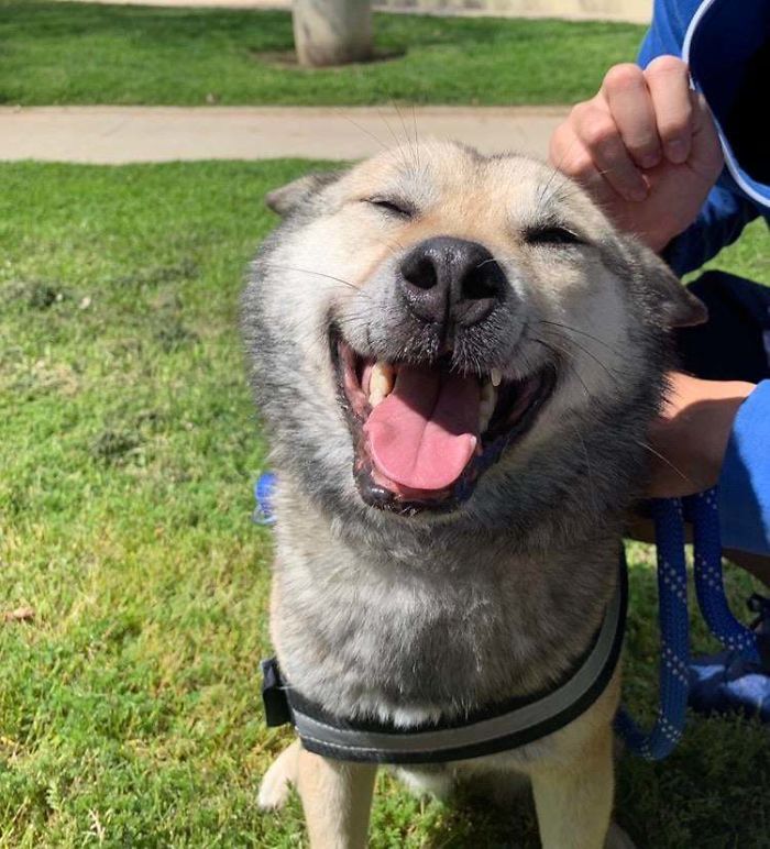 happy dog finally adopted from shelter