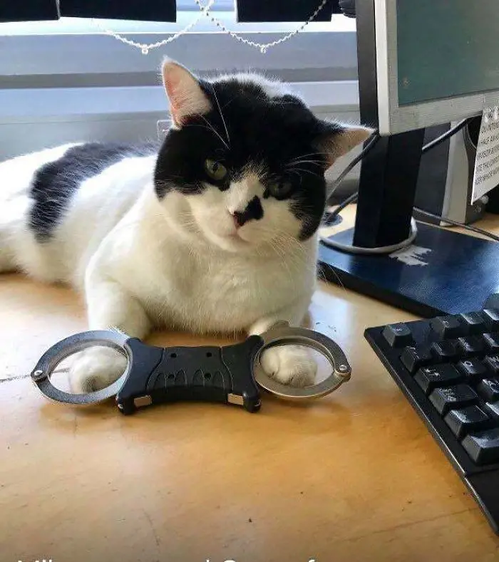 hardworking feline police station