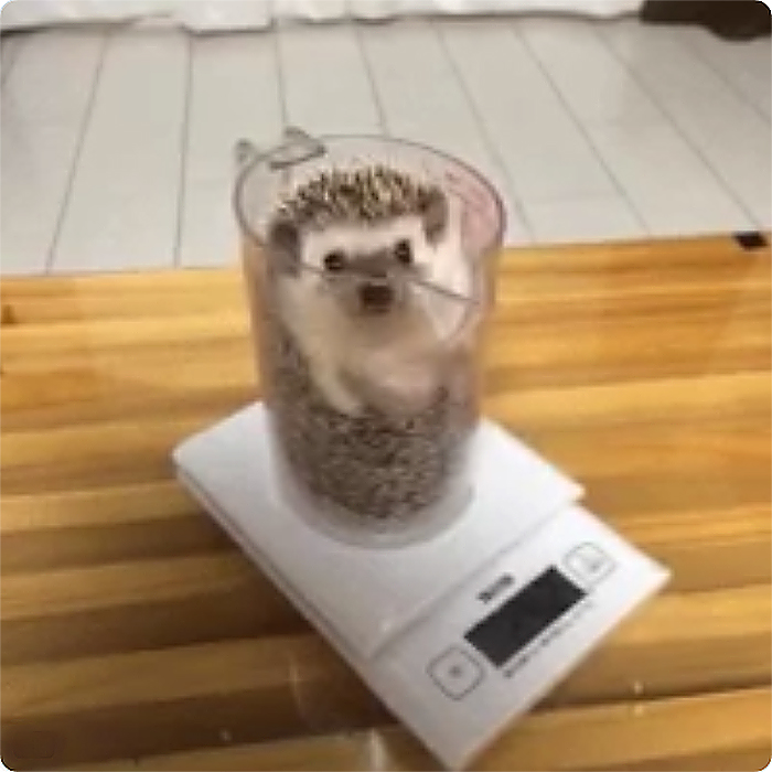 hedgehog in a plastic pitcher getting weighted