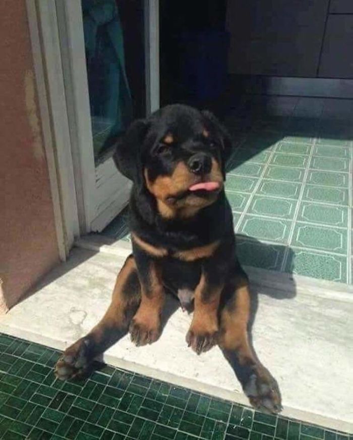 hilarious doggo sitting position