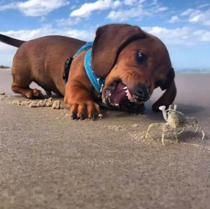 hilarious pet puppy versus crab