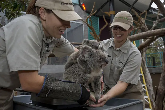 how to weigh a koala joey