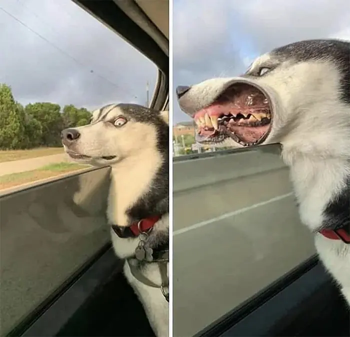 husky encounters the wind