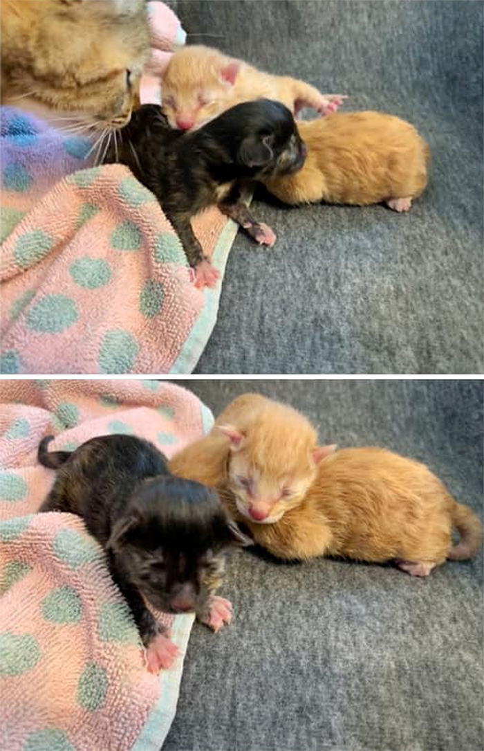 kevin the cat gives birth to three kittens