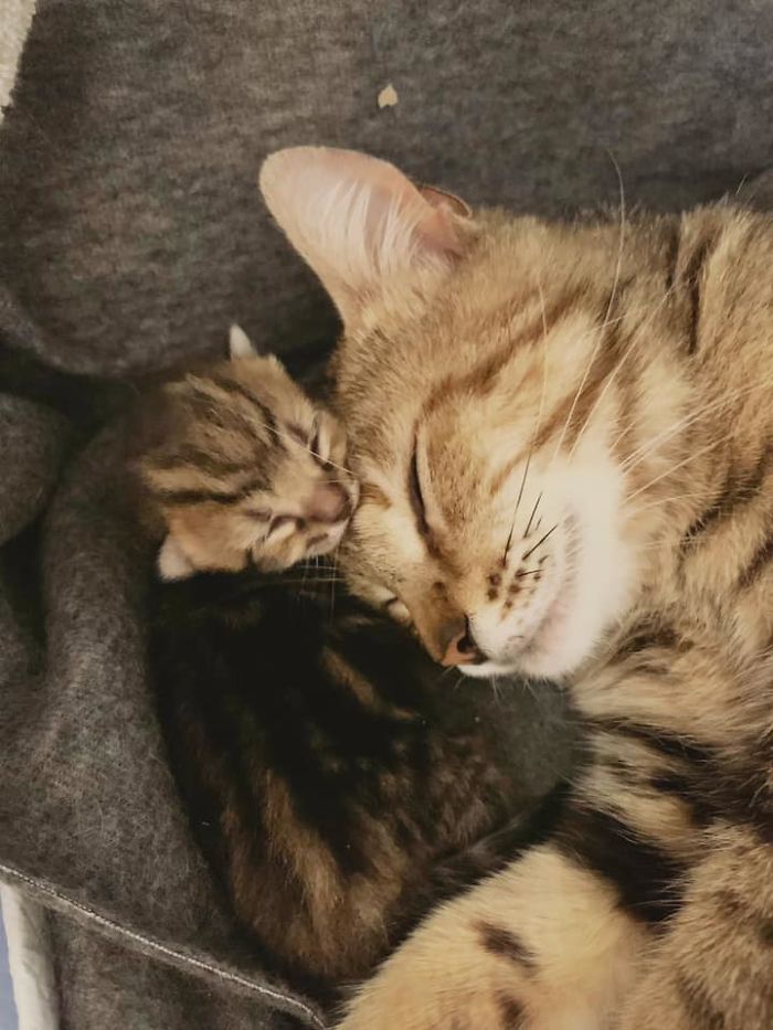 kevin with her newborn kitten
