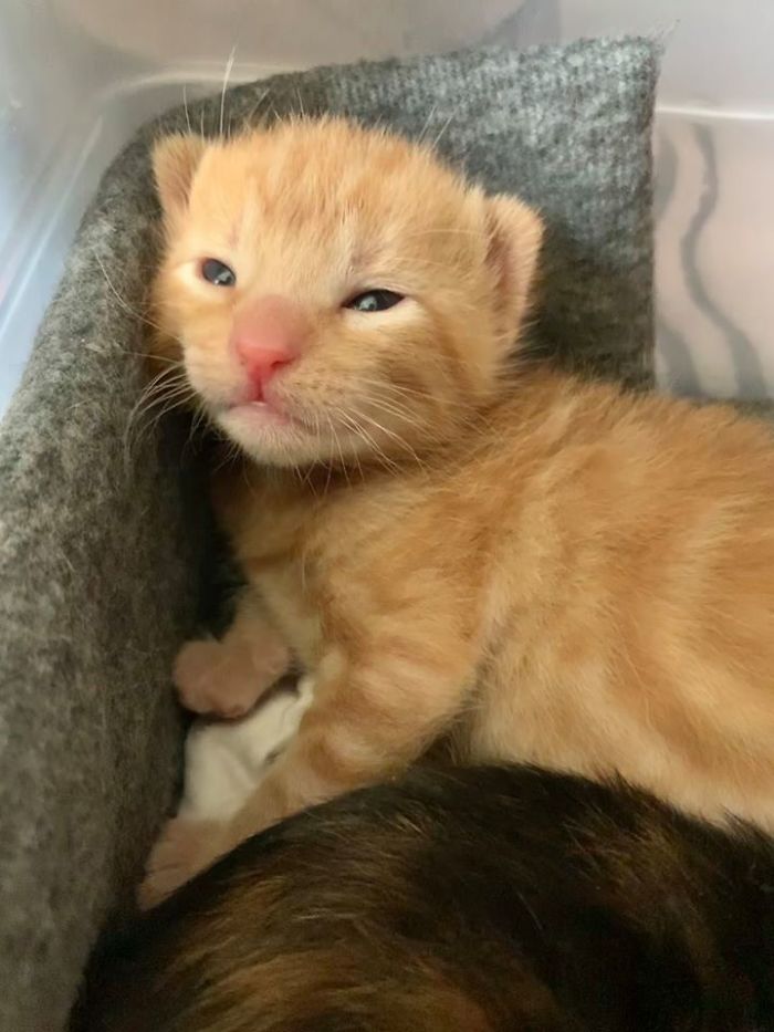 kitten eyes open