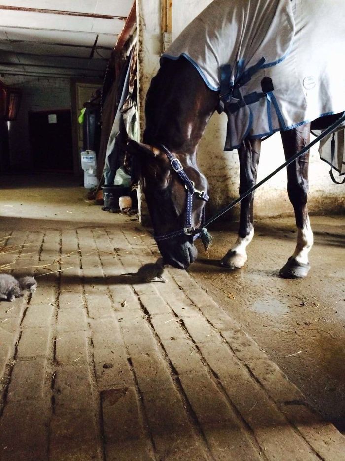 kitten horse bestfriend