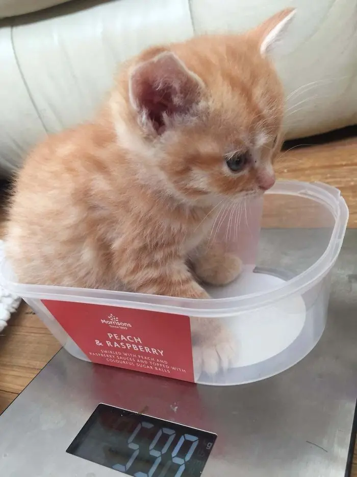 kitten on plastic container getting weighted