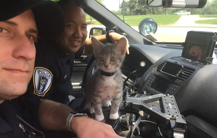 kitty cop pawfficer donut