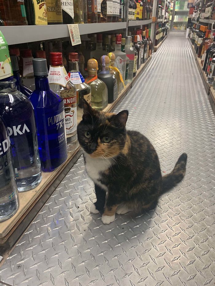 kitty in liquor store employee of the month