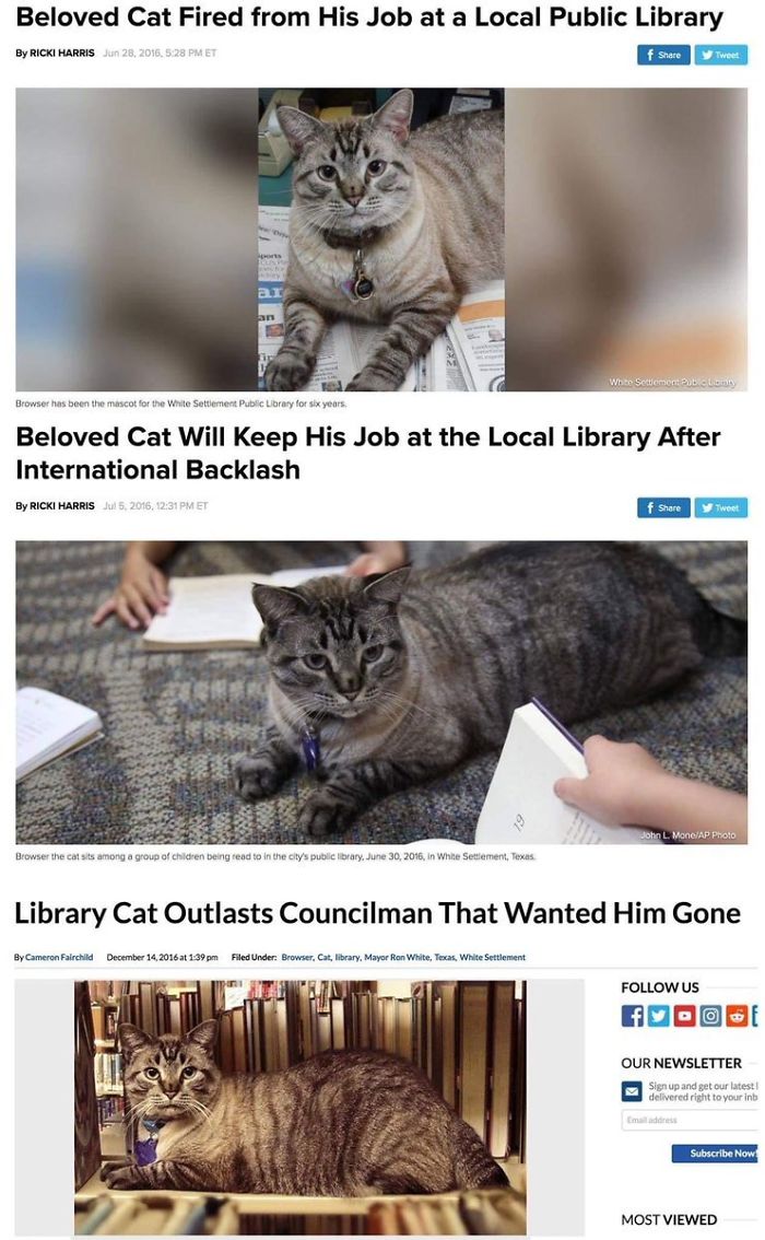 library kitty keeps his job