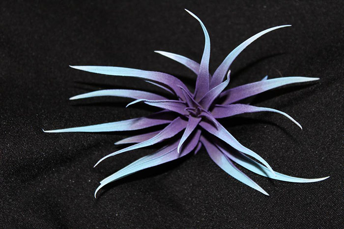 purple centered Tillandsia with light blue tips