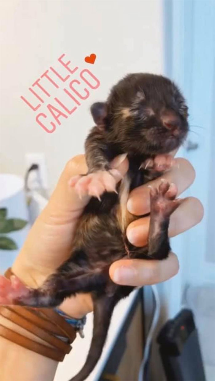 little calico cat newborn kitten