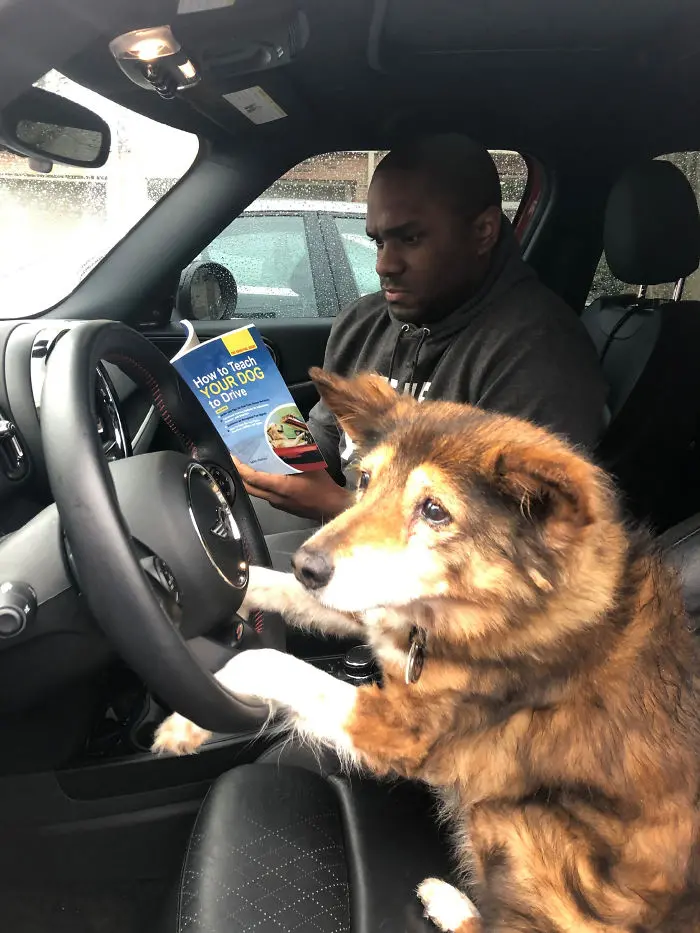 man teaches doggy how to drive