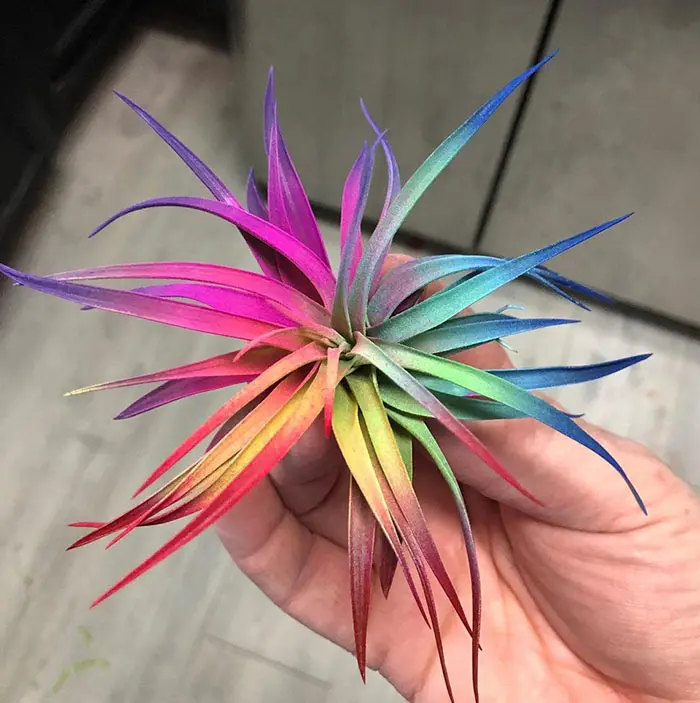 You Can Get Rainbow Tillandsia Air Plants On Etsy And They Look Amazing