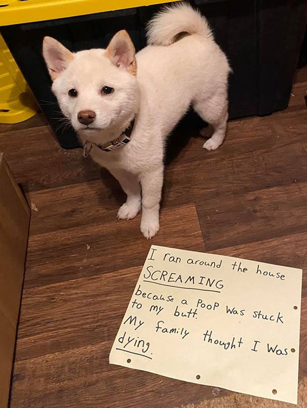 40 Naughty Pets That Were Shamed Online For Their Hilarious Crimes