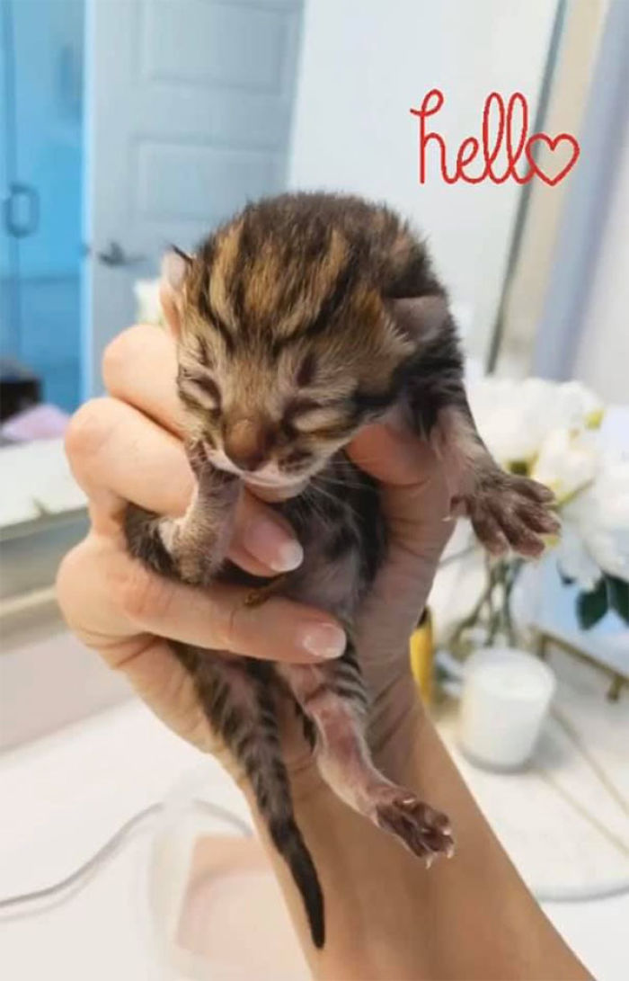 newly born kitten