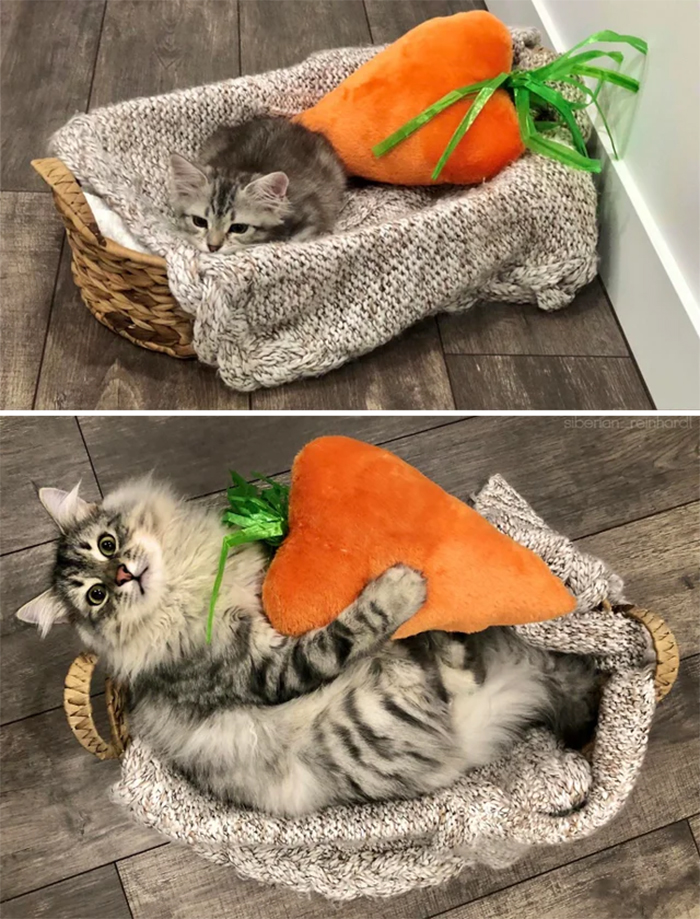 one-year old cat loves stuffed carrot toy