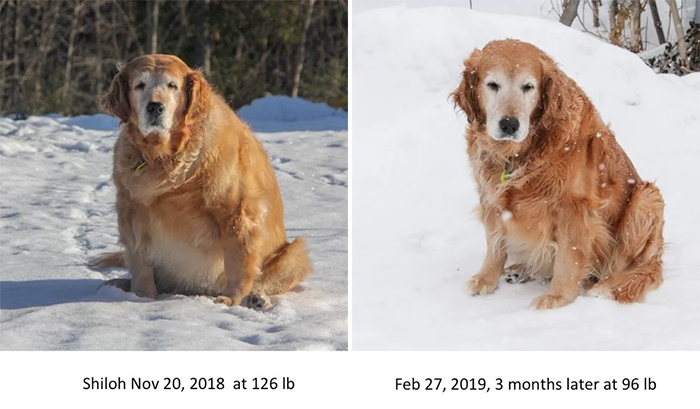 overweight doggo transformation