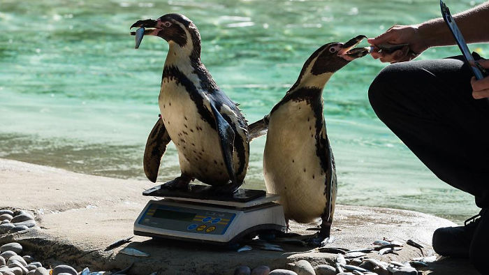 penguins getting weighted trick with fish