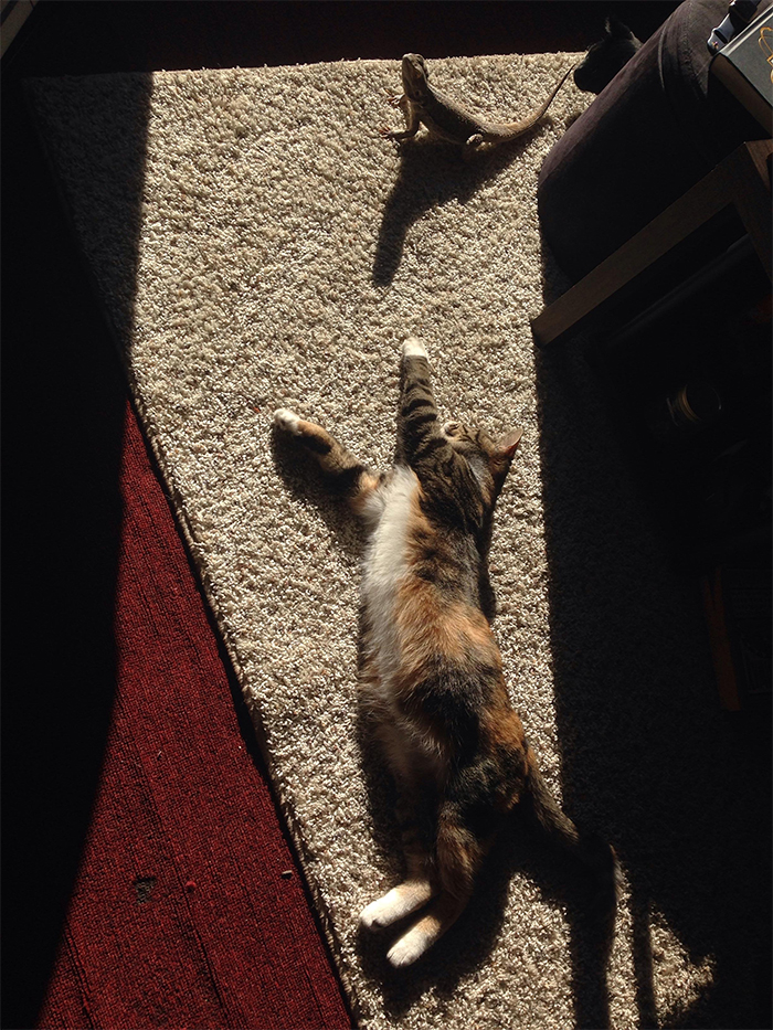 pets sunbathing cat and gecko laying in the sun