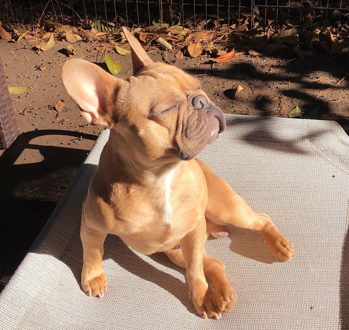pets sunbathing dog enjoys the sun