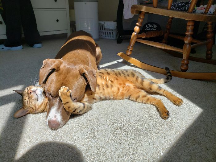 pets sunbathing