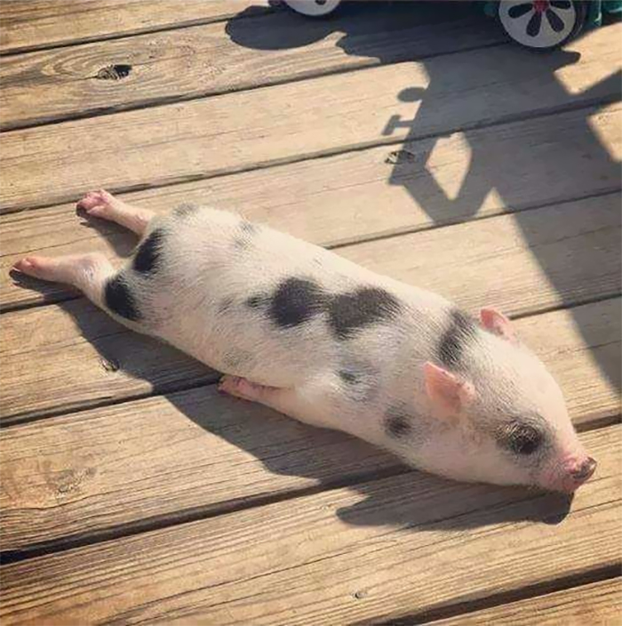 pig basking in the sun
