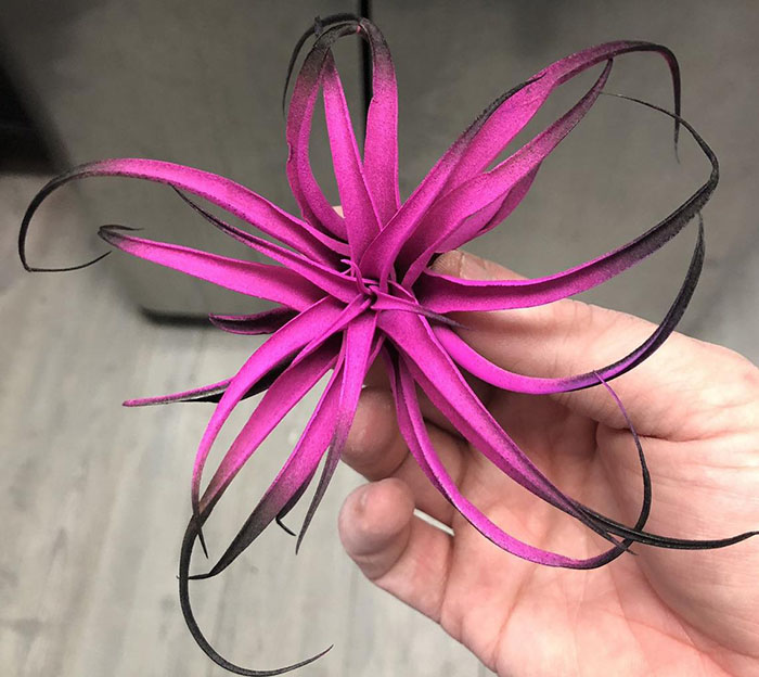 pink and black tillandsia