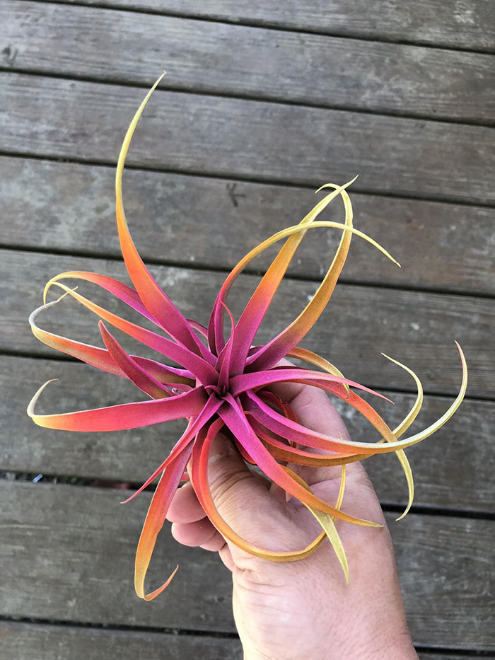 pink and yellow ombre air plant