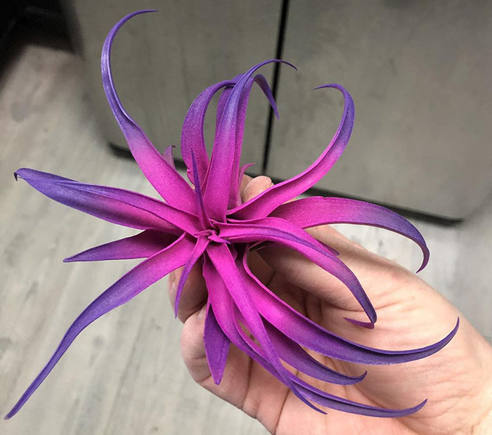 pink centered air plant with purple tips