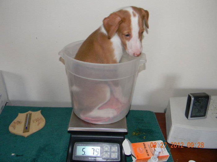 puppy in a plastic pitcher getting weighted