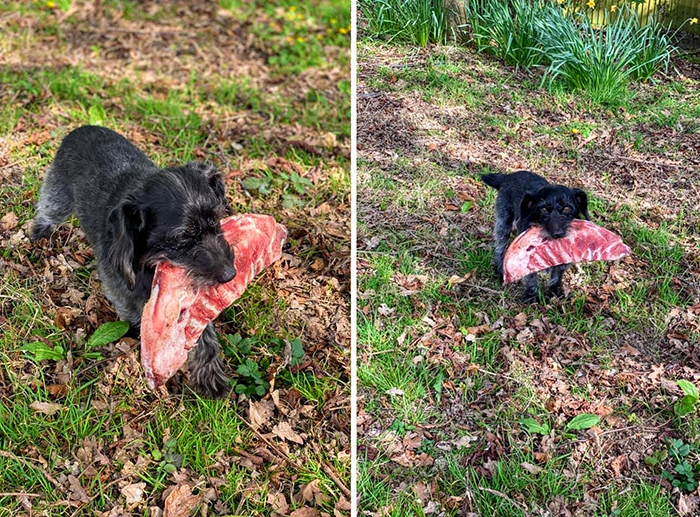 puppy steals a rack of ribs from neighbor