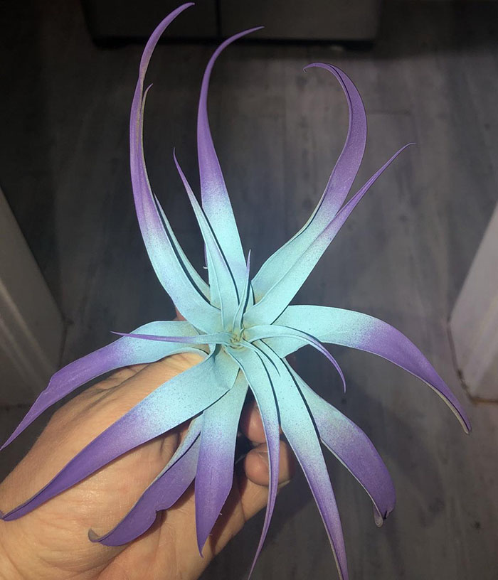 purple and light blue tillandsia