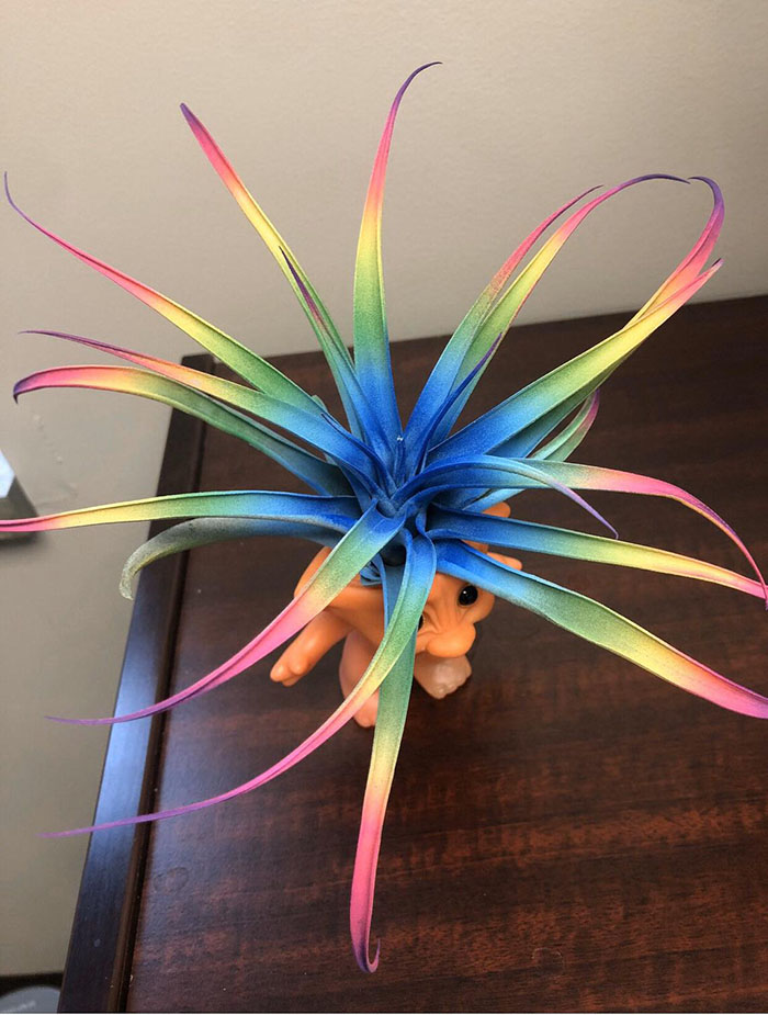 rainbow air plant with blue center