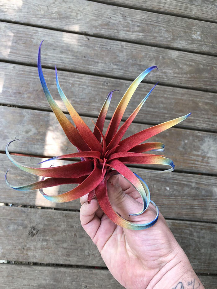 rainbow air plant with red center