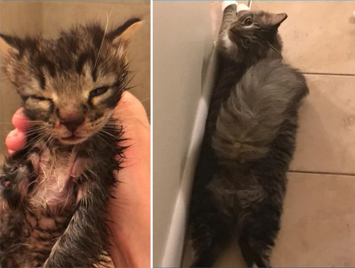 rescue cat before and after adoption photos