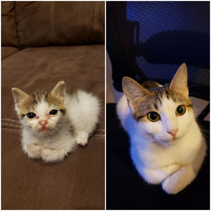 rescue kitten before and after adoption