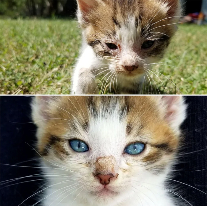 rescue pet stray kitten 5 days difference