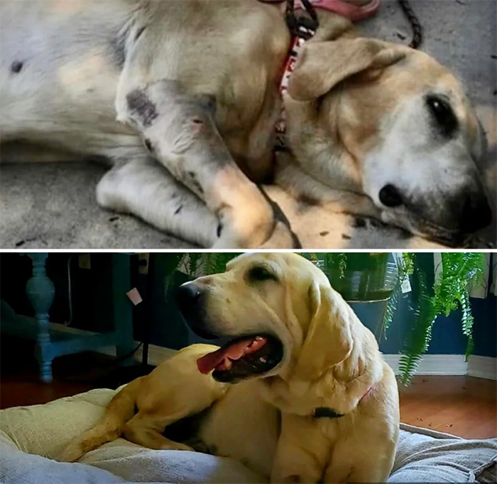 rescued senior dog a day apart