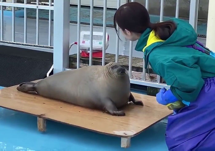 sea pupper gets weighted