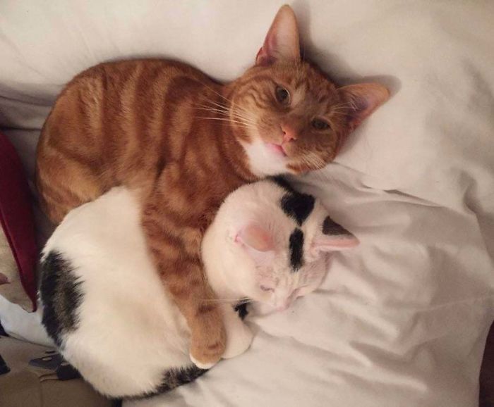 sick kitty comforted by big bro